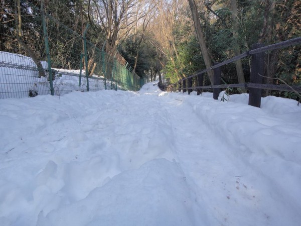 雪の狭山丘陵