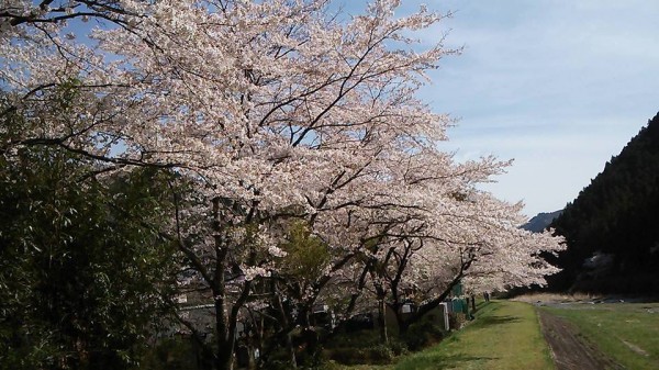 名栗の桜