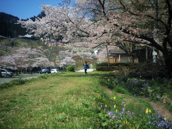 名栗の桜