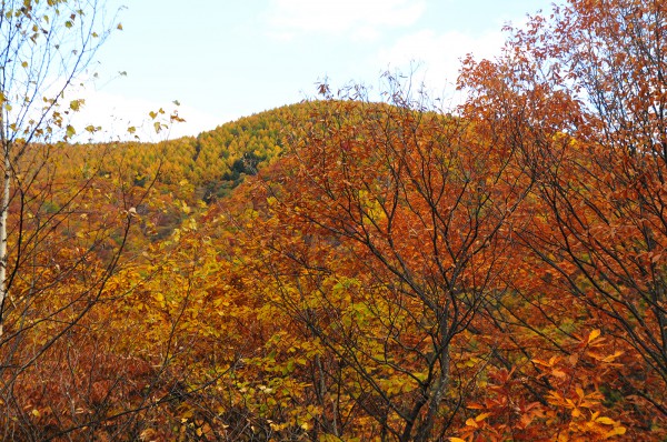 乗鞍高原 紅葉