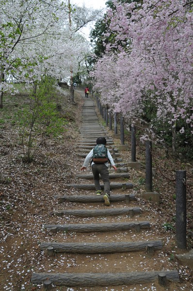 越生 さくらの山公園