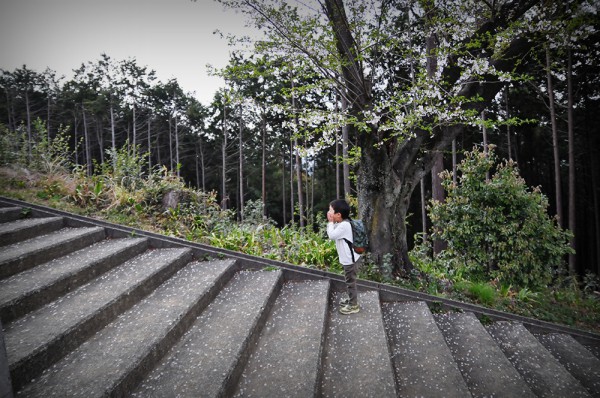 越生 さくらの山公園