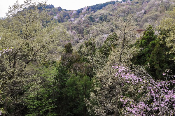 越生 さくらの山公園