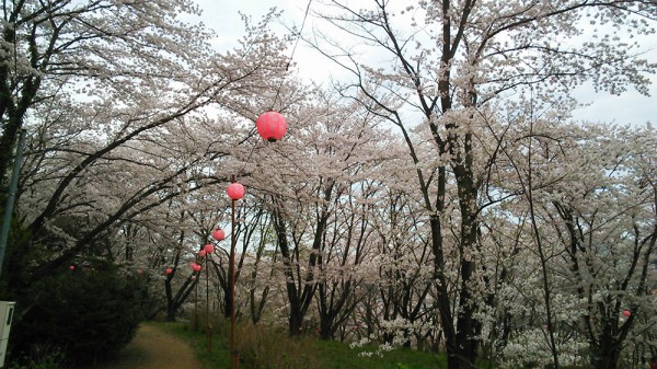 越生 さくらの山公園