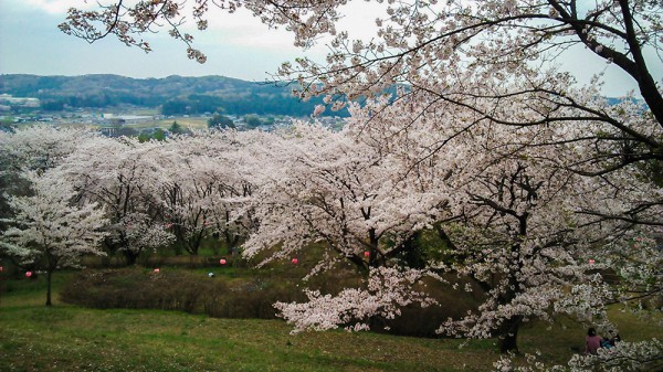 越生 さくらの山公園