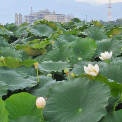 岩国 ハス田 蓮