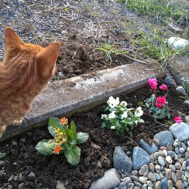 花を植えてたら猫が来た。会社で何してるんだろ俺。__#休日出勤 #花壇 #ネコ #猫 #ねこ #ねこすたぐらむ #ネコスタグラム__