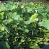 PEN E-P1 + Industar 69 / Aug 4, 2013
長野県松本市