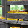 Nikon D300 + AF NIKKOR 50mm F1.4 / Jun 13, 2015 所沢 多門院